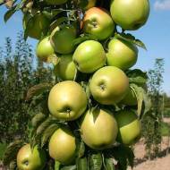 Саджанець Яблуня колоновидна Білосніжка в контейнері